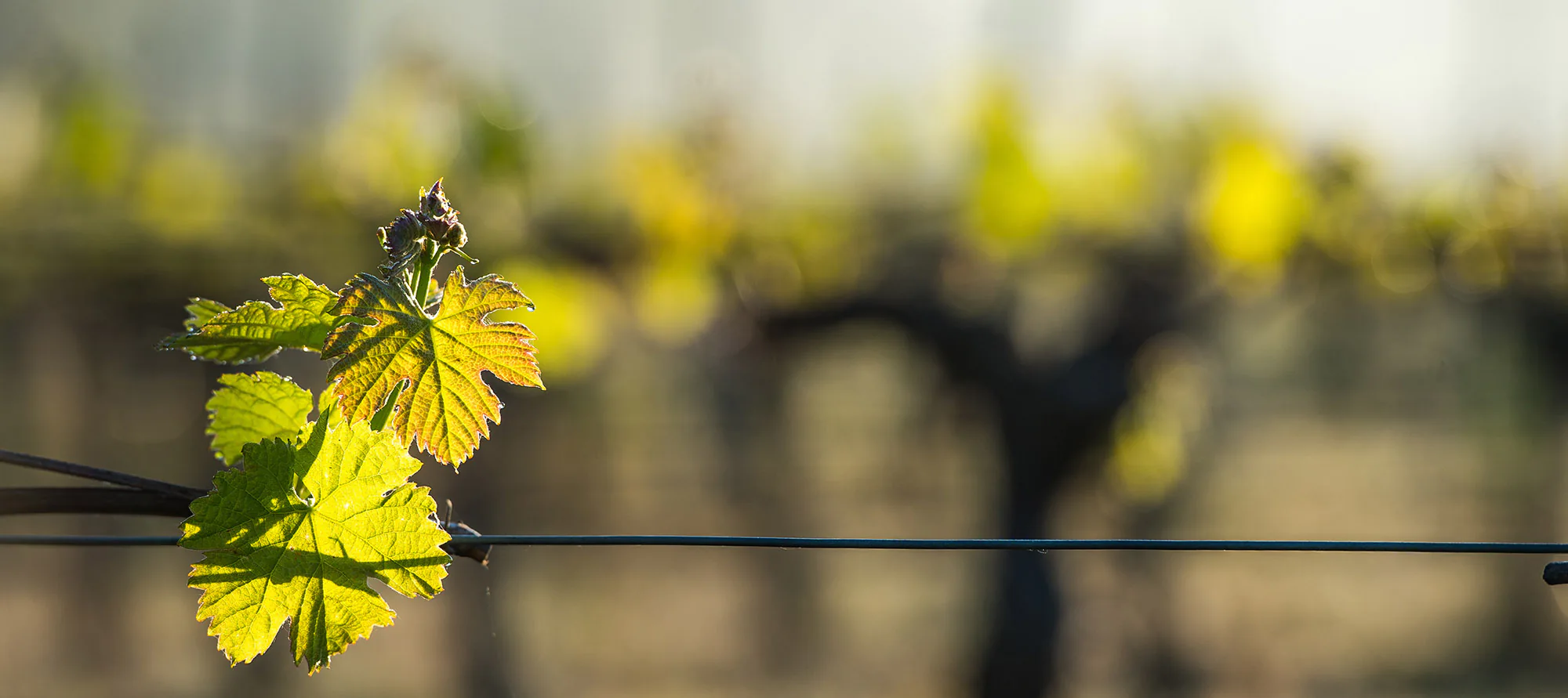 leaves on a trellised vine growing in vineyard